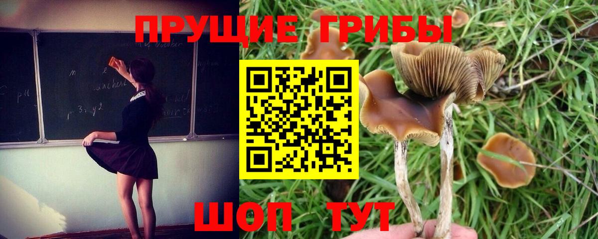 Псилоцибиновые грибы Psilocybe Бугульма